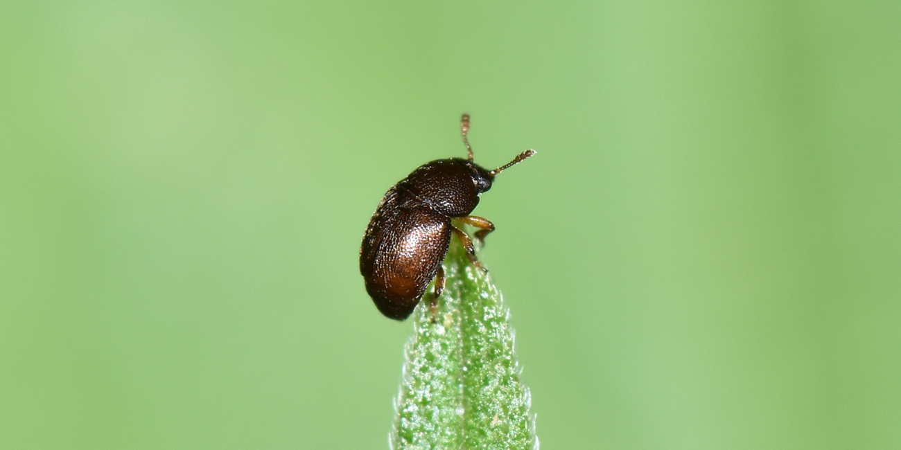 Kateretidae: Brachypterus sp? No, Heterhelus sp.